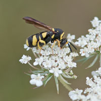 Leucospis dorsigera